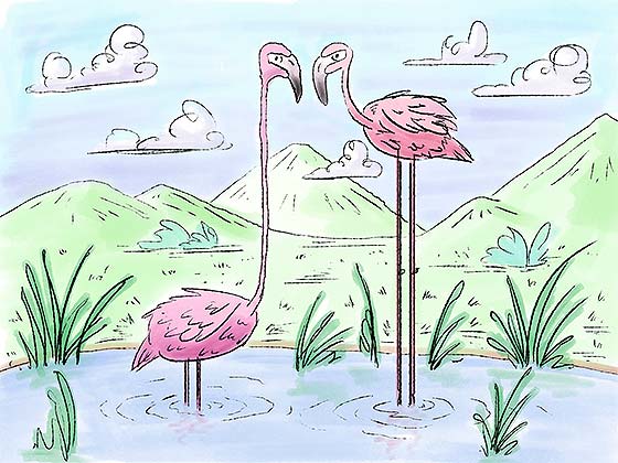 Flamingos Illustration